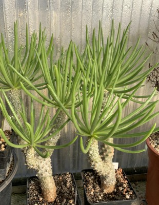 Tyl wal 21064.jpg (237.6 KiB) 13449 mal betrachtet Tylecodon wallichii