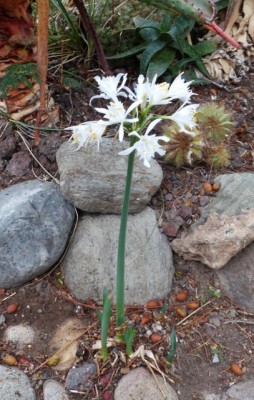 Pancrathium canariense (407x640).jpg