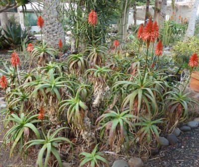 Aloe aborescens (640x537).jpg
