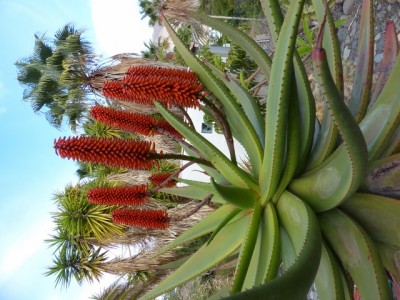 Aloe exelsa mit Blüten (480x640).jpg