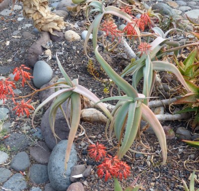 Aloe flexifoliata Blüten (640x614).jpg