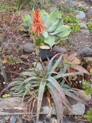 Aloe hardyi (478x640).jpg