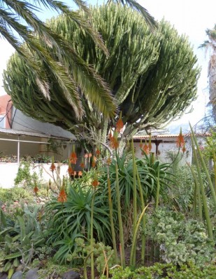 Aloe pluridens, Garten (494x640).jpg