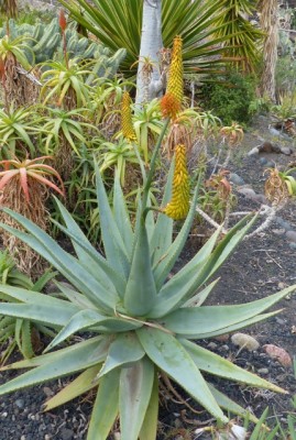 Aloe spectabilis 1 (430x640).jpg