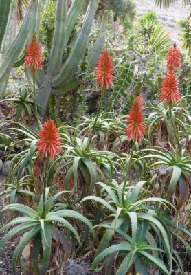 Aloe spinossisima (444x640).jpg