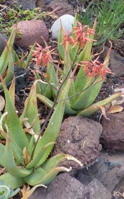 Aloe turkensis (402x640).jpg