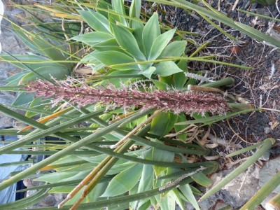 Sansevieria cylindrica (480x640).jpg