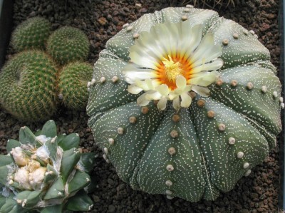 2022 04 Astrophytum asteria Axel Burkartsmaier.jpg