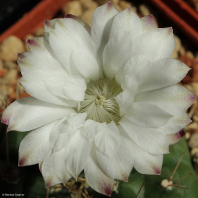 VoS_09-525_Gymnocalycium_anisitsii_[4].JPG