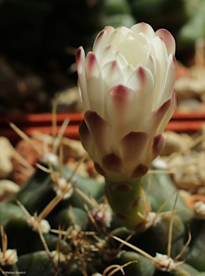 VoS_09-525_Gymnocalycium_anisitsii.JPG