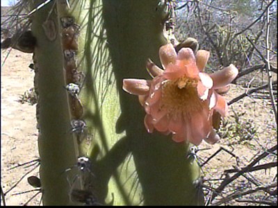 normalfarbiger Blüte