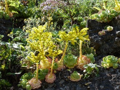 Aeonium aurium mit Blüten (640x480).jpg