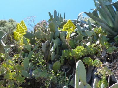 Aeonium undulatum, Blüten (640x480).jpg