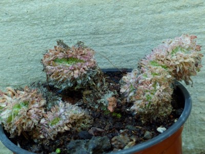 Aeonium simsii Cristata 1 (640x480).jpg