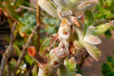 Echeveria_coccinea2a.jpg