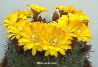 Matucana aureiflora1.jpg
