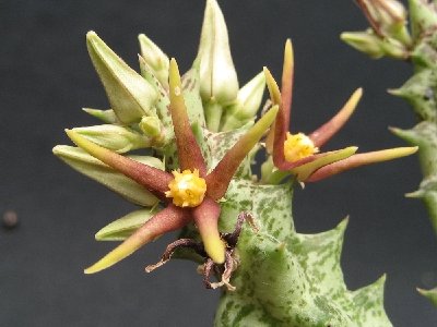 Caralluma wissmannii