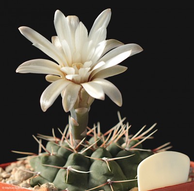 VoS_10-798_Gymnocalycium_kuehhasii_[2].JPG