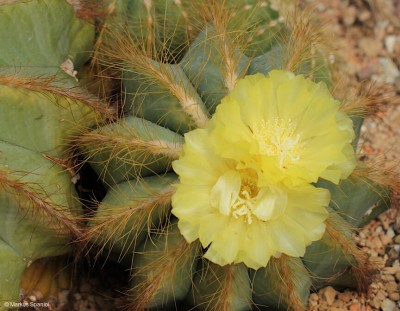 Eriocactus_magnificus_[2].JPG