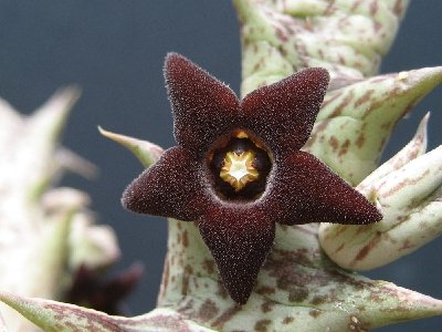 Orbea decaisneana