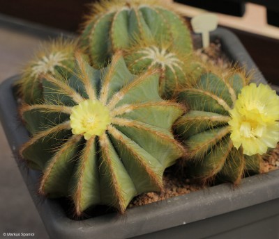 Eriocactus_magnificus_[3].JPG