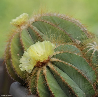 Eriocactus_magnificus_[4].JPG