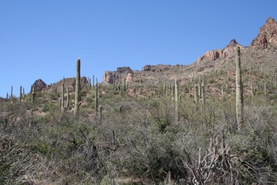 2023 01 Bild 1 Kakteenlandschaft mit Carnegiea gigantea  Gerhard Lederhilger.JPG