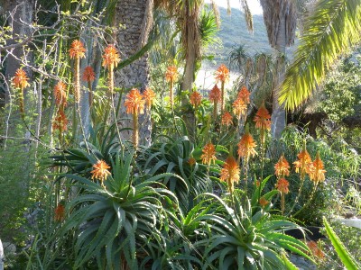Aloe aborescens.JPG