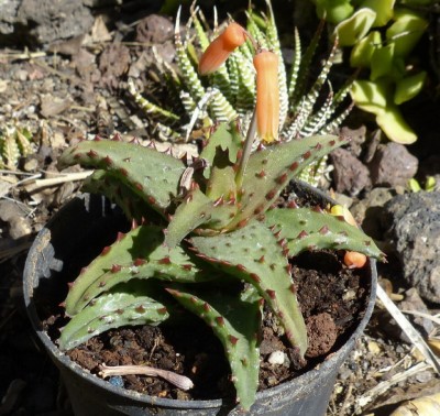 Aloe castillionae.jpg