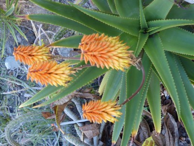 Aloe trichosantha Hybr. Blüten.JPG
