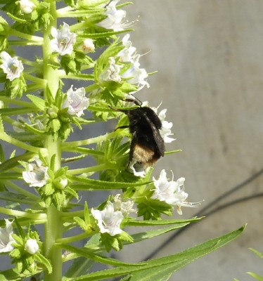 Echium spec..JPG