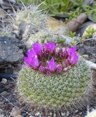 Mammillaria rubrograndis.jpg