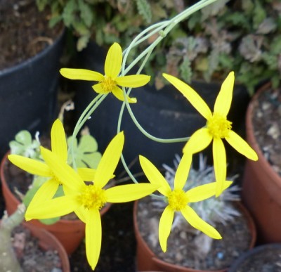 Othona pretoriensis , Blüten.JPG