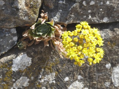 Aeonium simsii.jpg