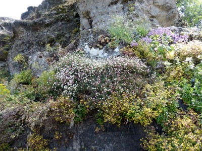 Felsen mit Pericallis webbii.jpg