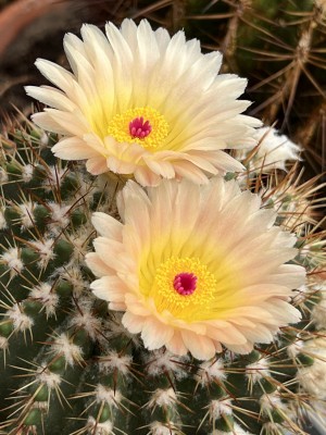 Parodia roseoluteus