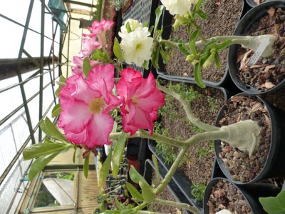 Adenium  Hybr. rosa.jpg