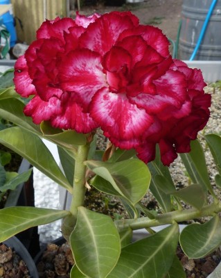 Adenium Hybr.rot,.jpg