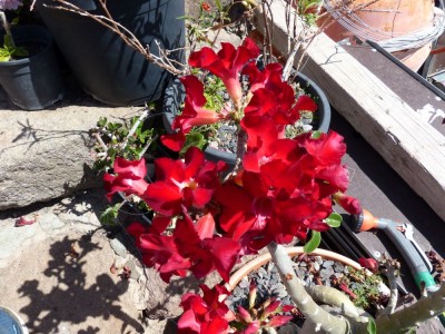 Adenium dunkelrot 1.jpg