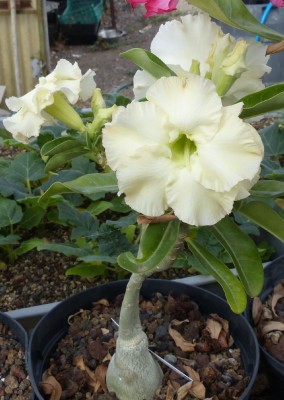 Adenium Hybr. elfenbein.jpg