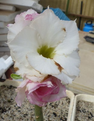 Adenium Hybr. weiß.jpg