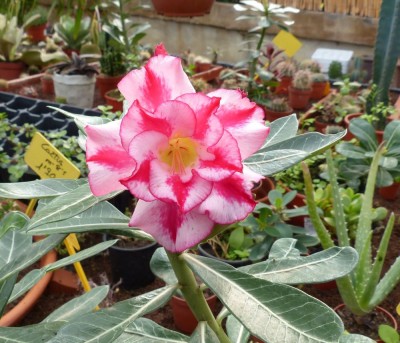 Adenium Hybride.jpg