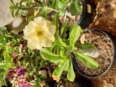 Adenium obesum, Hybride, gelb.jpg