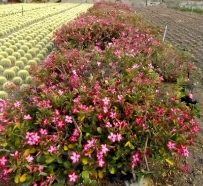 Adenium obesum ,Feld.jpg