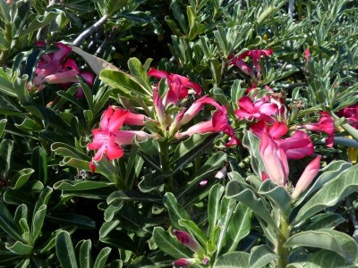 Adenium somalense 2 (800x600).jpg