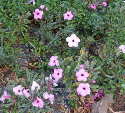 Adenium swasicum.jpg