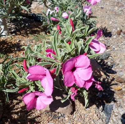 Adenium swazium Blüten.jpg