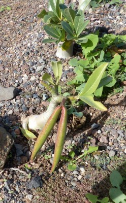 Adenium arabicum mit Frucht.jpg