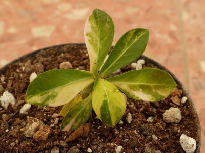 Adenium obesum varigated.jpg