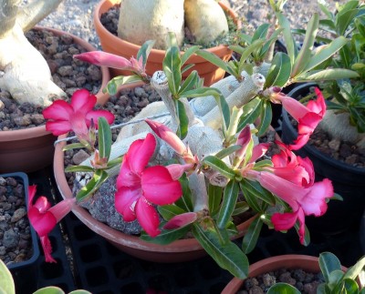 Adenium obesum, Blüten.jpg